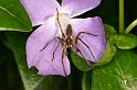 Pisaura_mirabilis_D6138_Z_88_Les Gris_Frankrijk